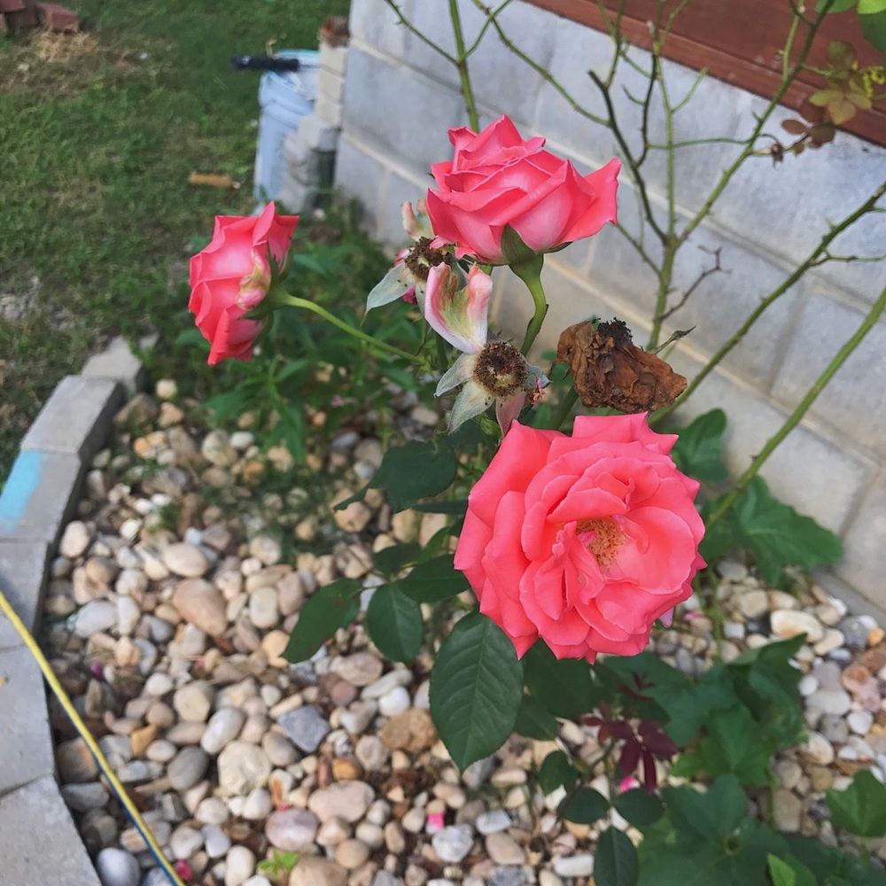 Meet your Posher, Emma