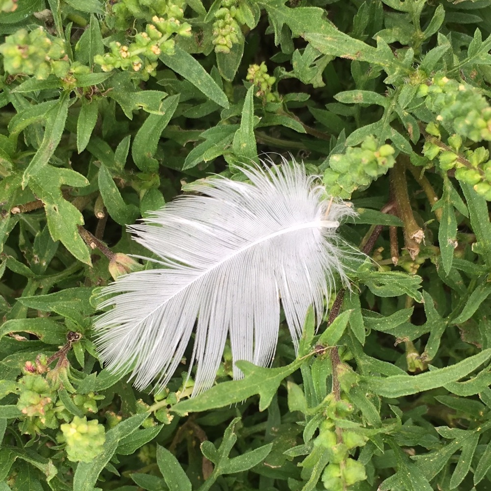 Meet your Posher, Jenifer