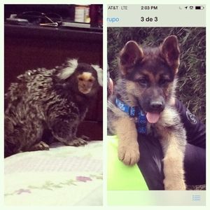 Meet your Posher, Oscar jaime