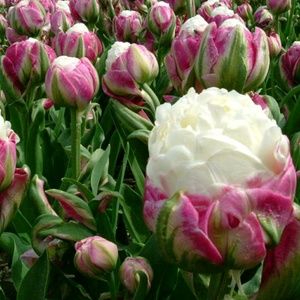 Meet your Posher, Cheryl