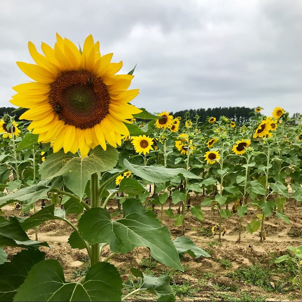 Meet your Posher, Alayna