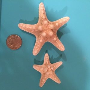 ⭐️New list! ⭐️ Set of 2 real starfish hair clips ⭐️New list! ⭐️ Set of 2 real starfish hair clips