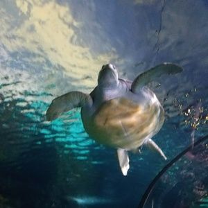 Meet your Posher, Peggy