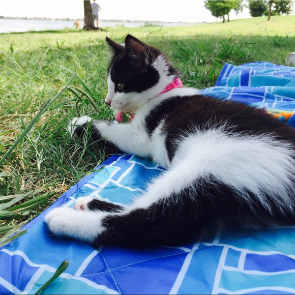 🌷Meet your Posher, Rosalia - Picture 3 of 3