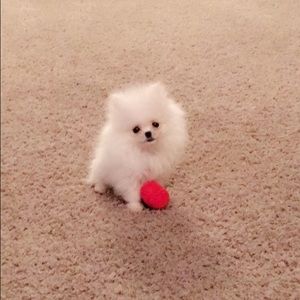 Meet your Posher, Sherye