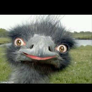 Meet your Posher, Natasha