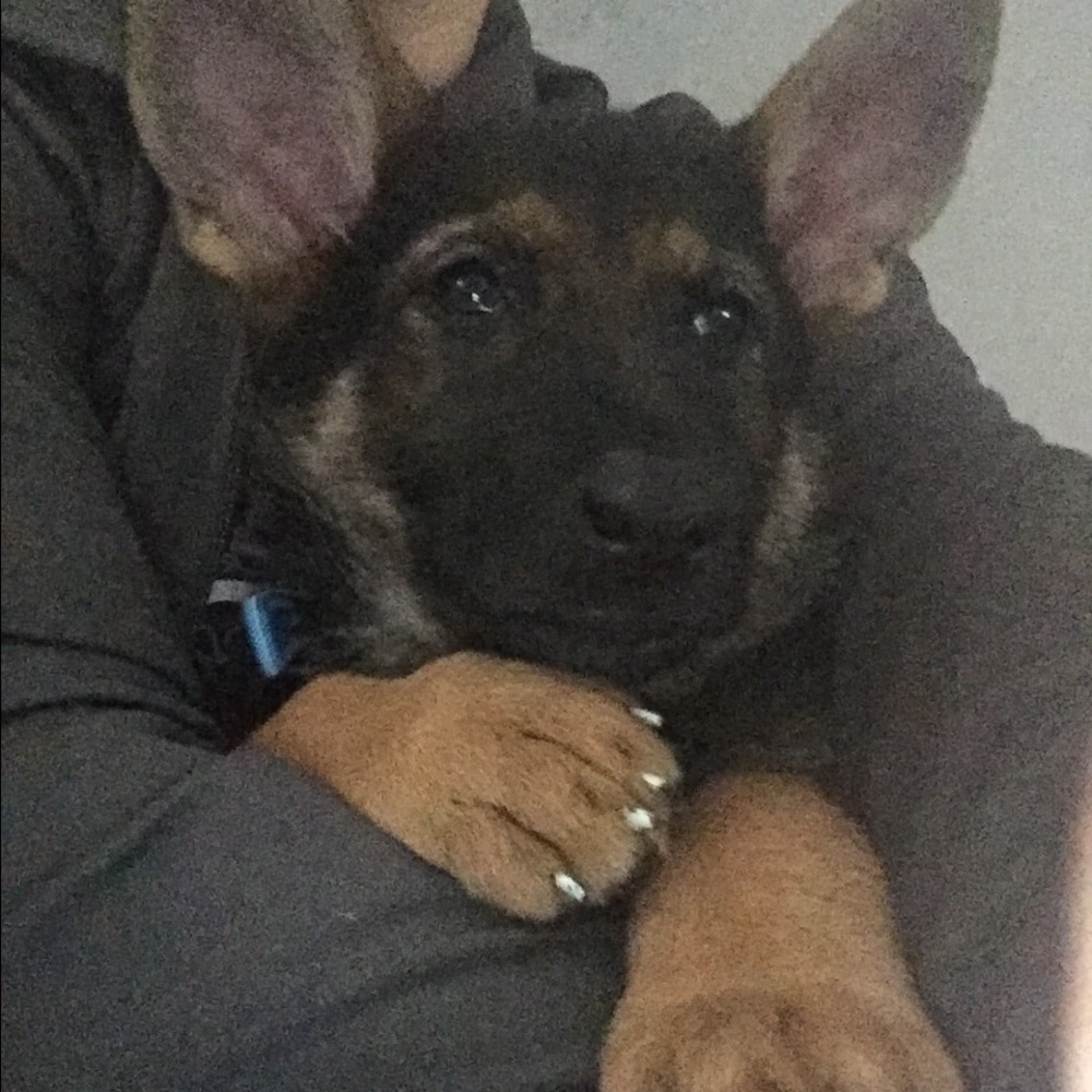 Meet your Posher, Brandy