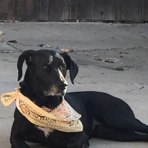 Meet your Posher, Austin