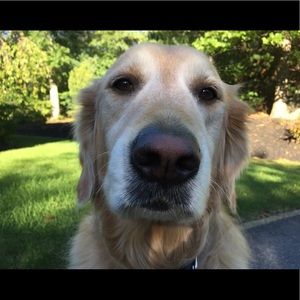 Meet your Posher, Sophie