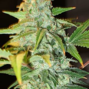 Meet your Posher, Lyn