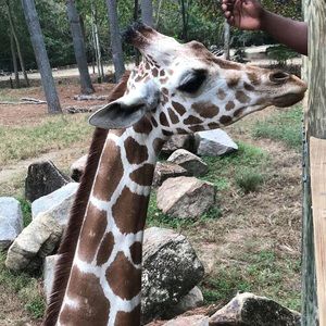 Meet your Posher, Caroline