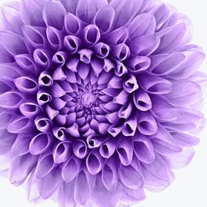 Meet your Posher, Bunny