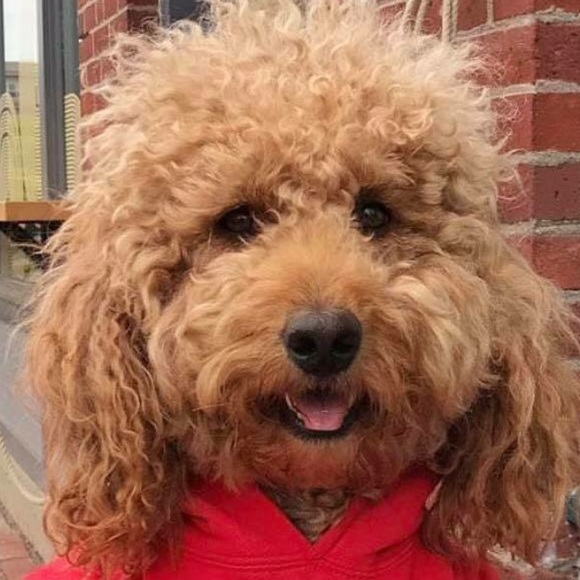 Meet your Posher, Cindy - Picture 1 of 1