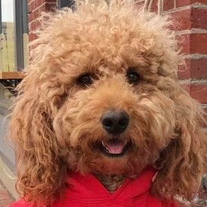 Meet your Posher, Cindy