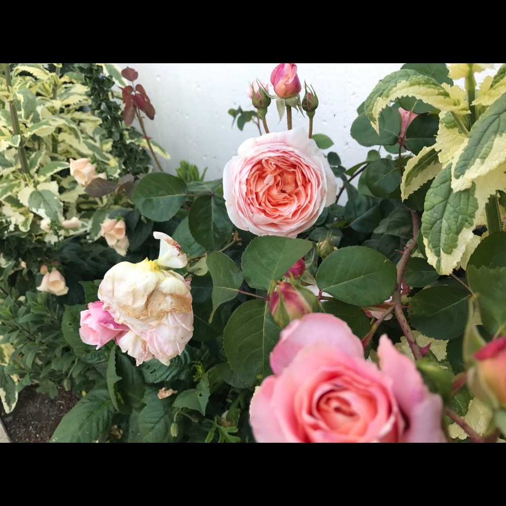 Meet your Posher, Jenny