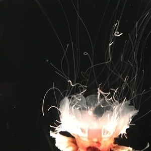 Meet your Posher, Meghan