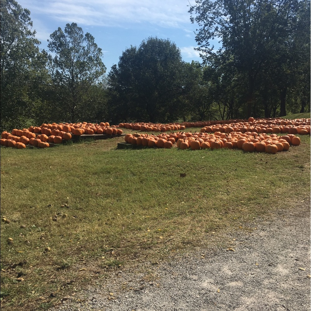 Meet your Posher, Dolores