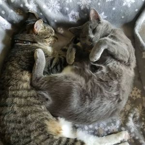 Meet your Posher, Alison