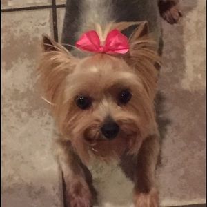 Meet your Posher, Elsa