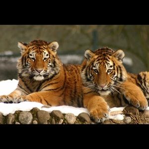 Meet your Posher, Misty