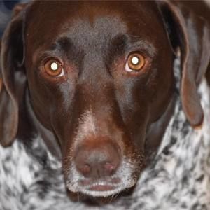 Meet your Posher, Ray