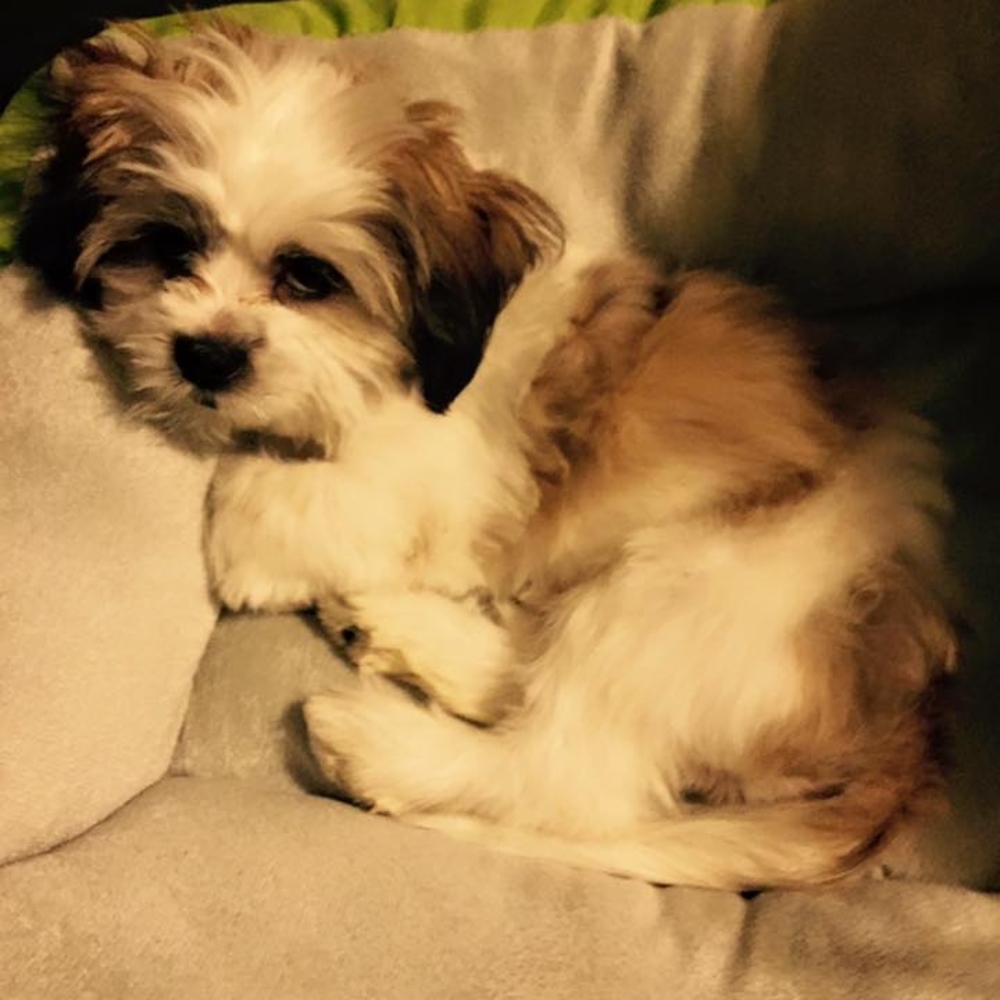 Meet your Posher, Lisa