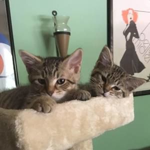 Meet your Posher, Gary