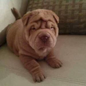 Meet your Posher, Greg