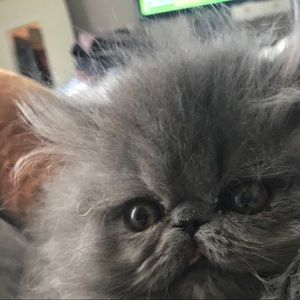 Meet your Posher, Milena