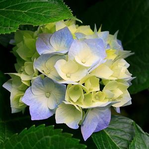 Meet your Posher, Trina