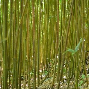 Meet your Posher, Mattie