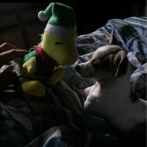 Meet your Posher, Lizbeth