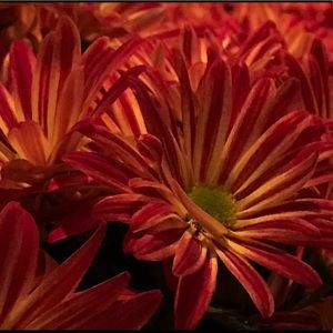 Meet your Posher, Kitty