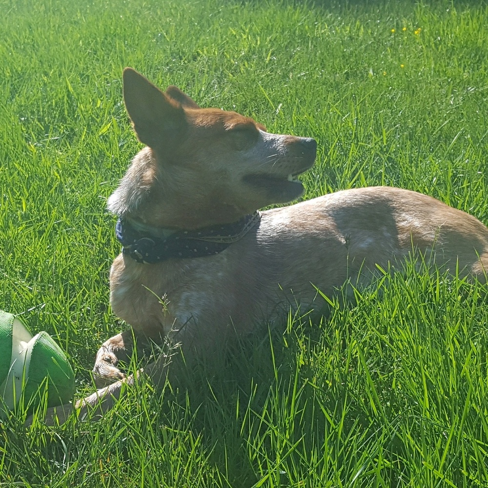 Meet your Posher, Lilo