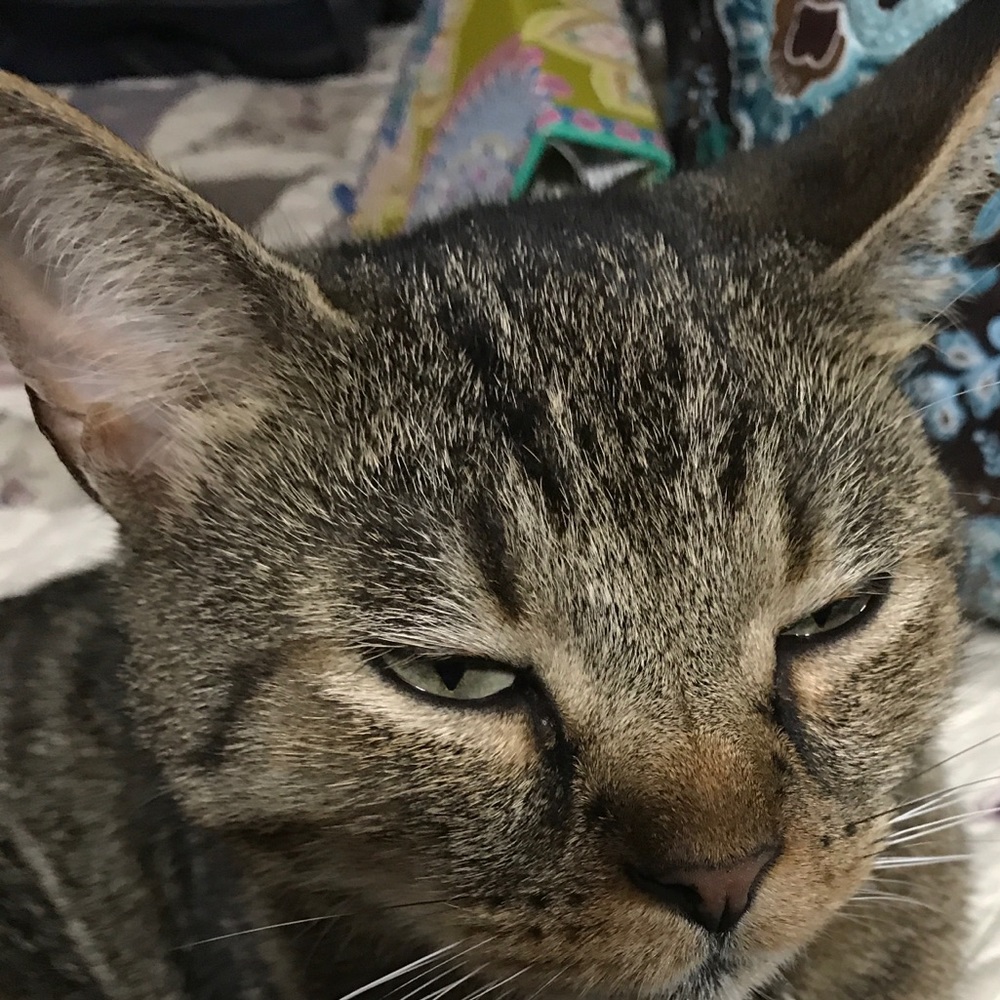 Meet your Posher, Amy