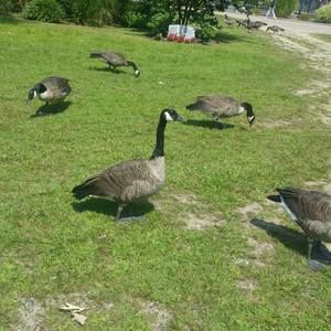 Meet your Posher, Tony