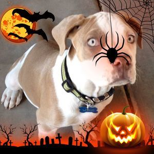 Meet your Posher, Chloe