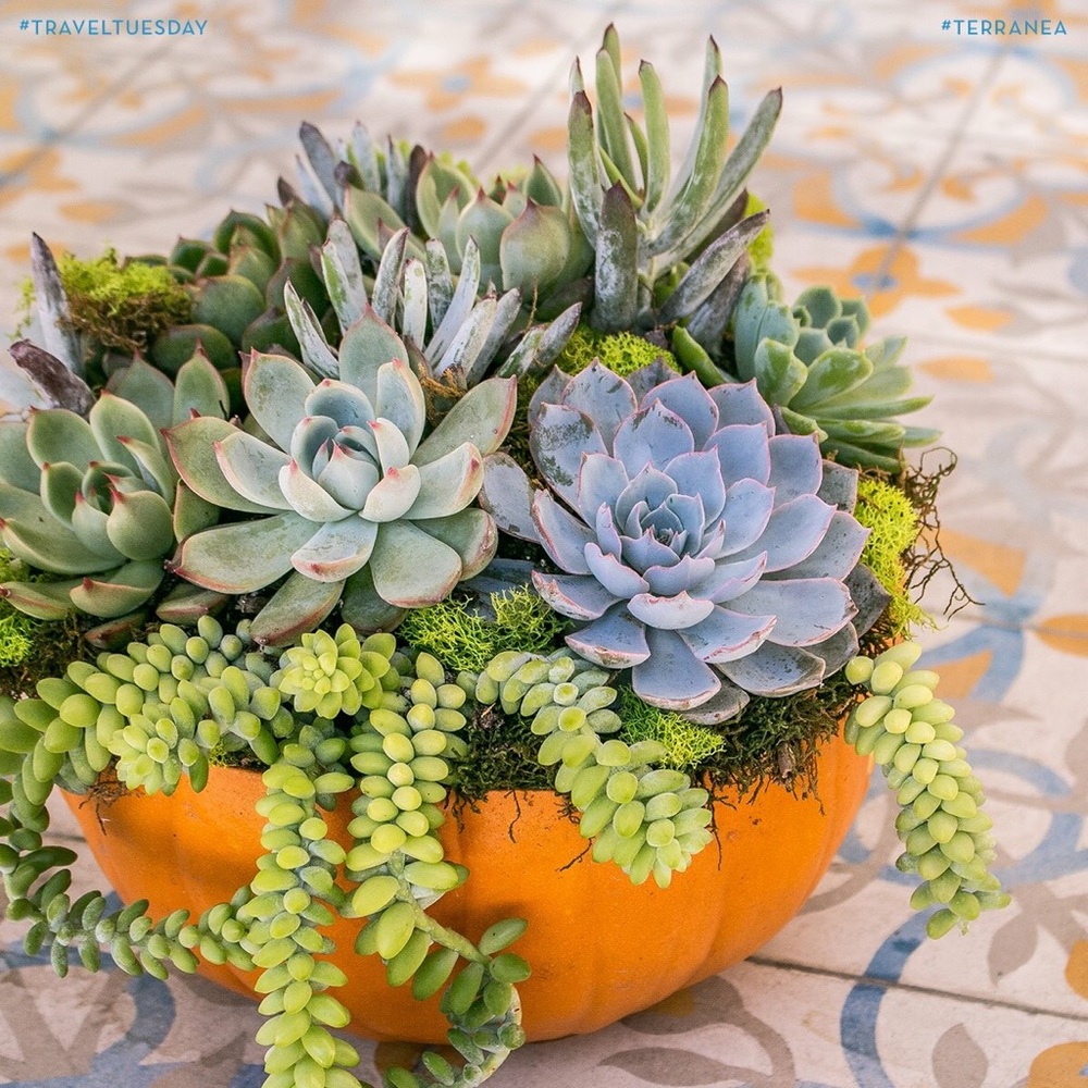 Meet your Posher, Liesl