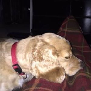 Meet your Posher, Brady