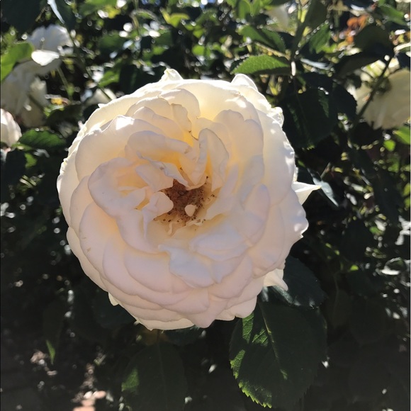 Meet your Posher, Lauren - Picture 1 of 1