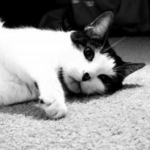 Meet your Posher, Laney