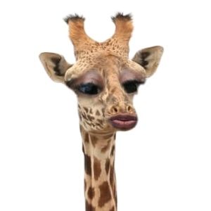 Meet your Posher, Dontejera