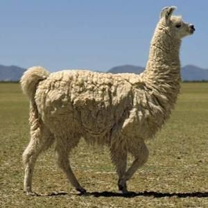 Meet your Posher, Christian