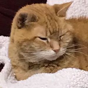 Meet your Posher, Vinnie