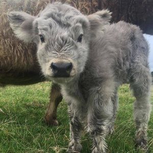 Meet your Posher, Billy