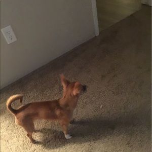 Meet your Posher, Dylan