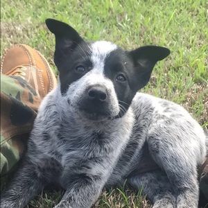 Meet your Posher, Brent