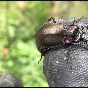 Meet your Posher, Lorenzo