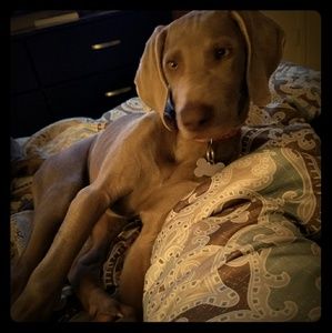 Meet your Posher, Daniela