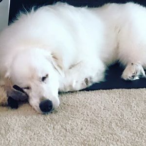 Meet your Posher, Ariel